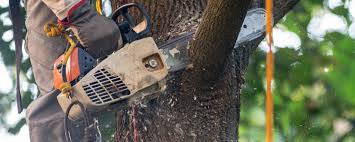  Cedar Hills, OR Tree Services Pros